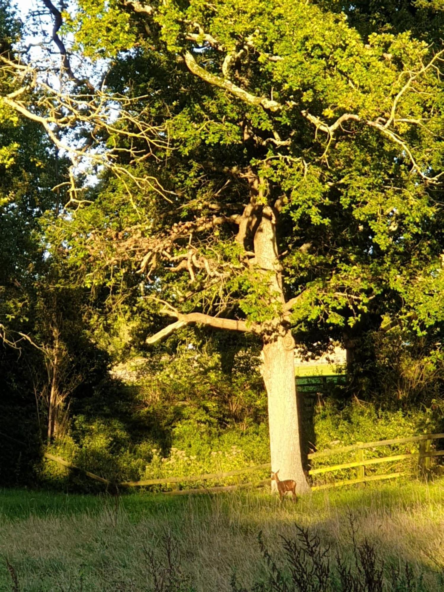 Cabin Westerlands Selham エクステリア 写真